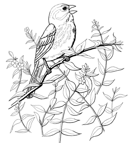 Song Sparrow Coloring Page